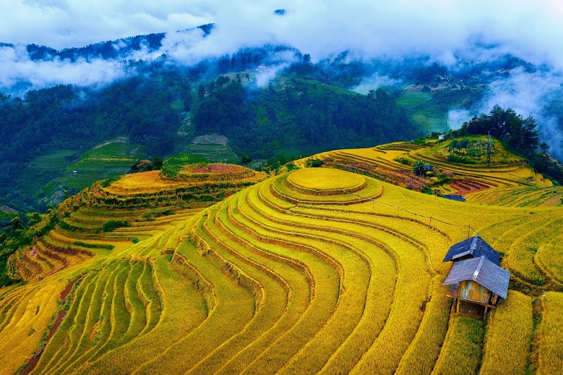 Du Lịch Miền Bắc - Mù Cang Chải